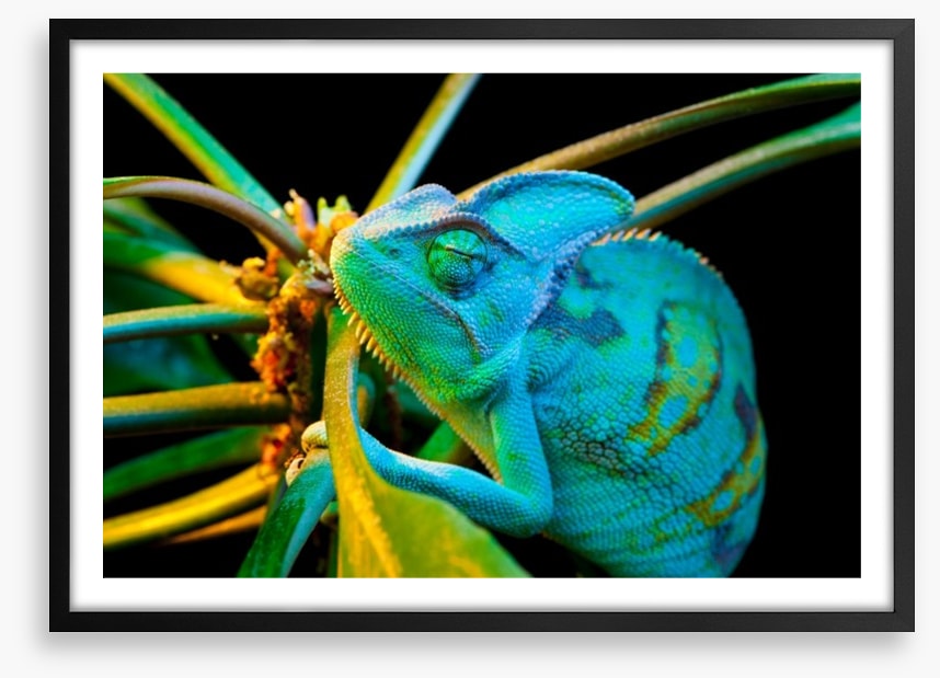 Chameleon camouflage