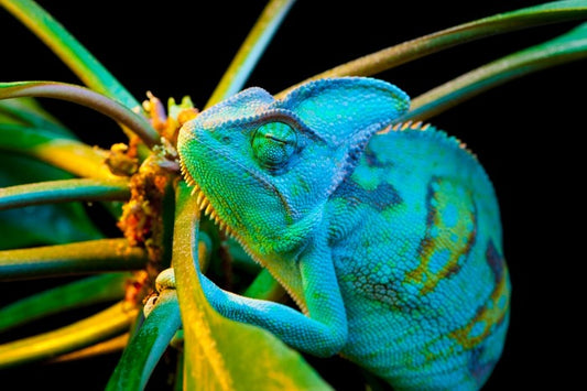 Chameleon camouflage