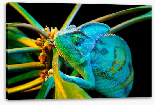 Chameleon camouflage