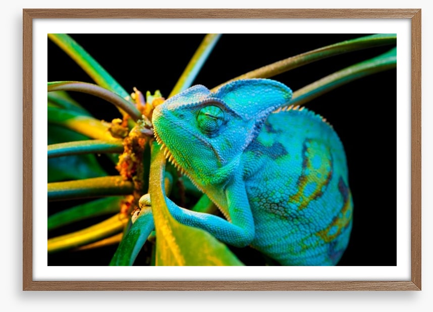 Chameleon camouflage