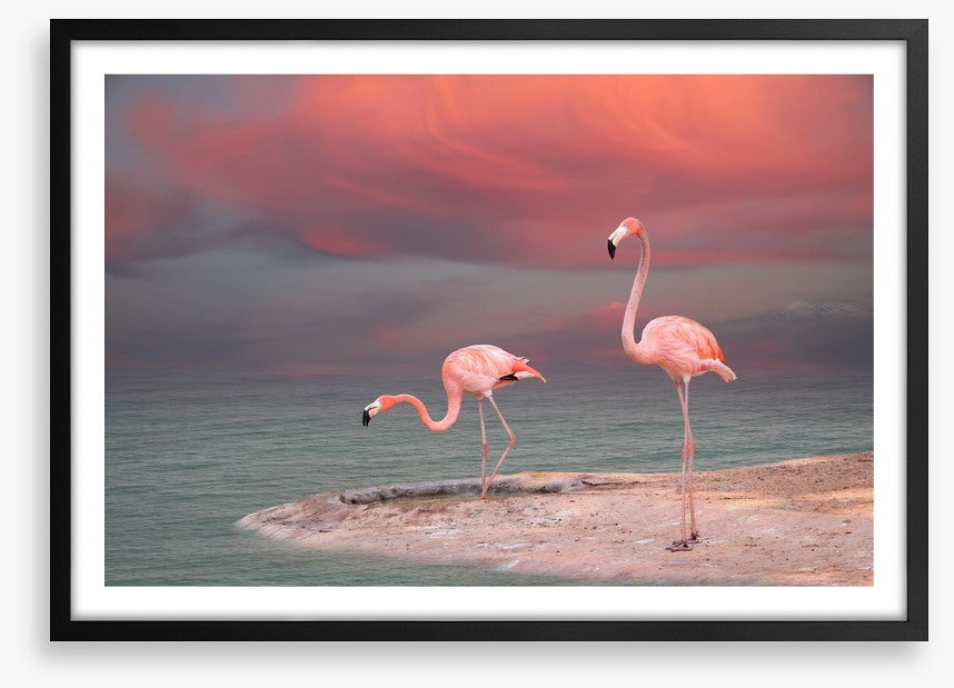 Pink flamingo sunset