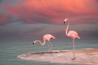 Pink flamingo sunset
