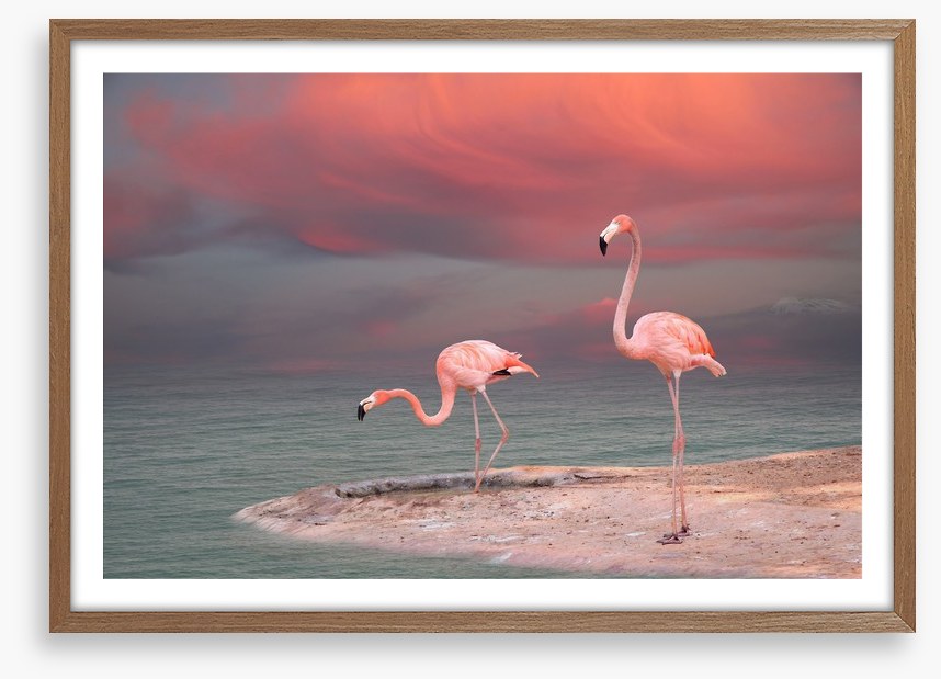 Pink flamingo sunset