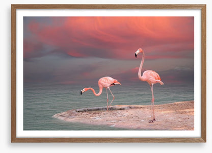 Pink flamingo sunset
