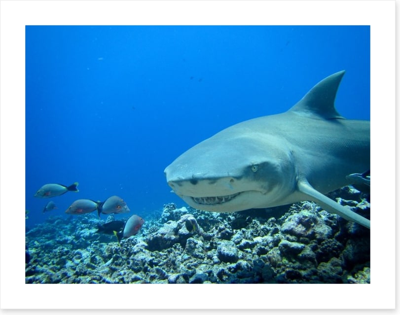 Fish / Aquatic