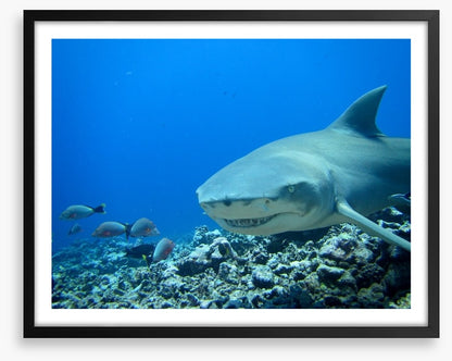 Fish / Aquatic