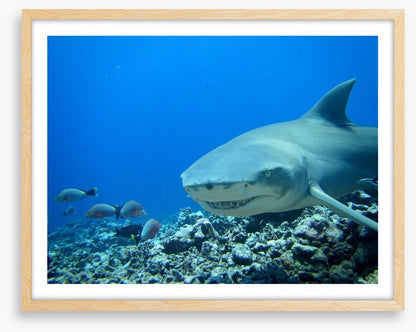 Fish / Aquatic