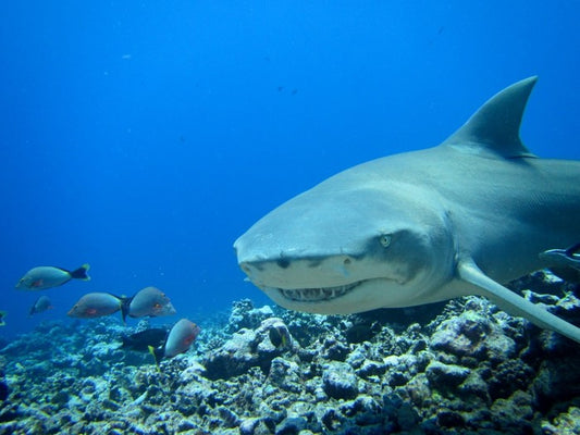 Fish / Aquatic