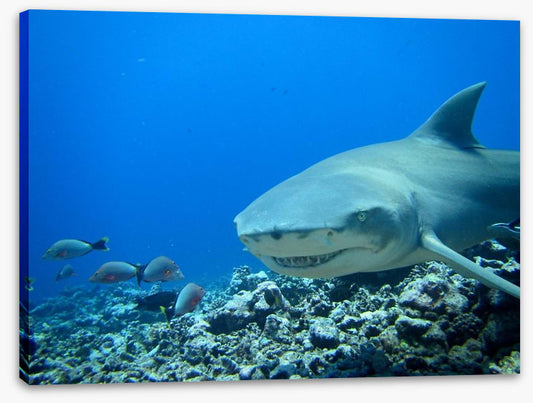 Fish / Aquatic