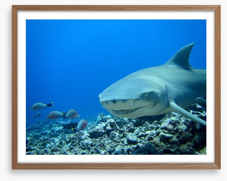 Fish / Aquatic