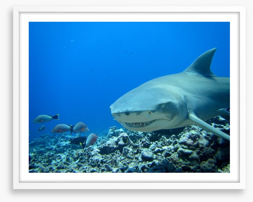 Fish / Aquatic