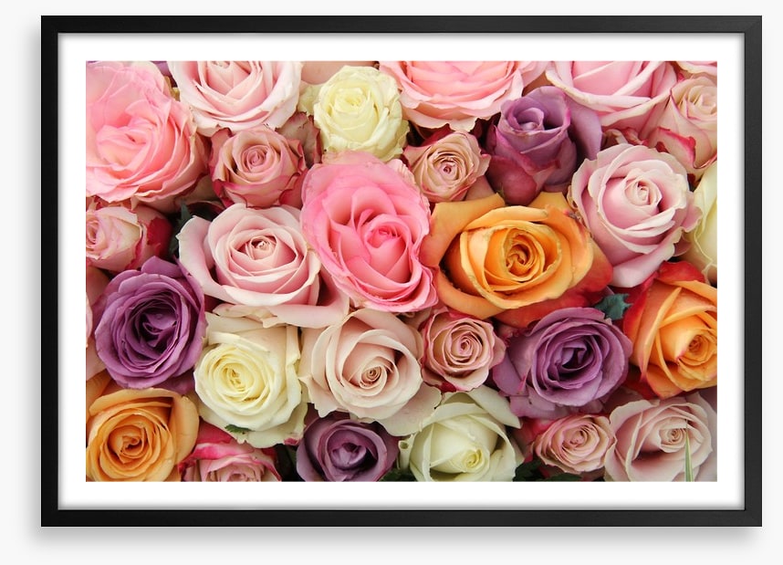 Mixed pastel roses