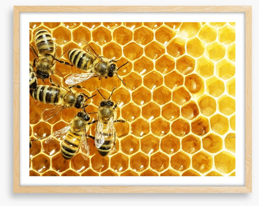 Insects