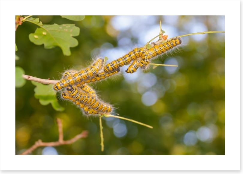 Insects