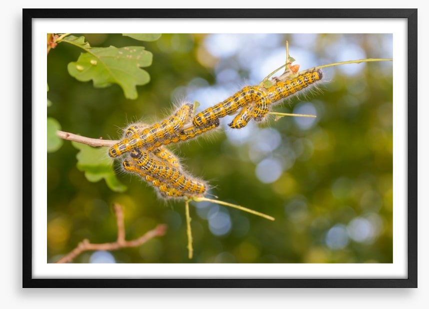 Insects