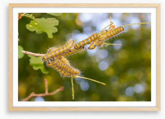 Insects