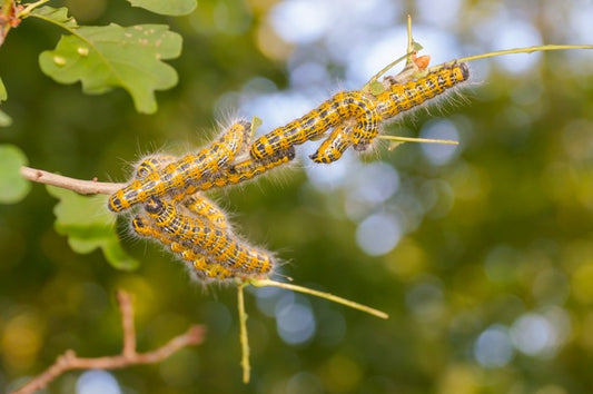 Insects