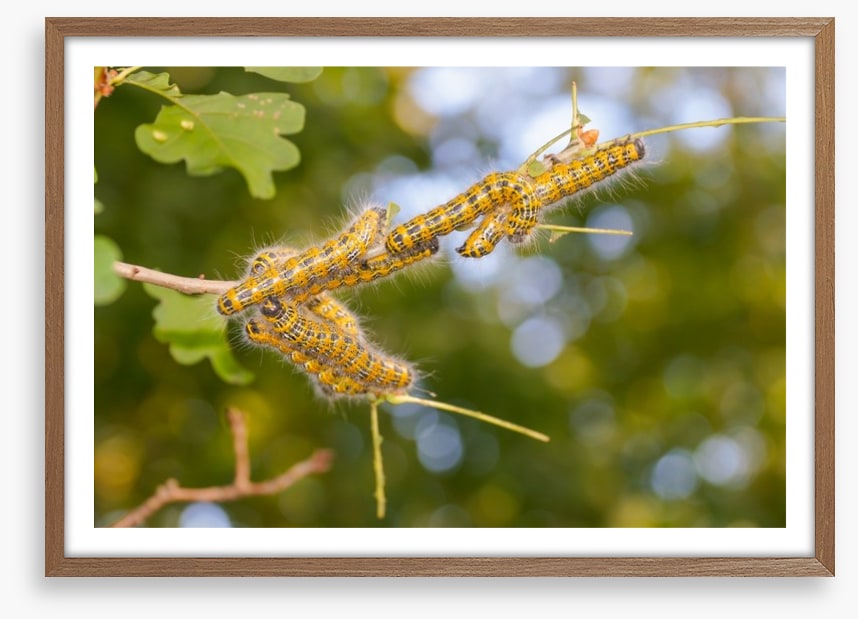 Insects
