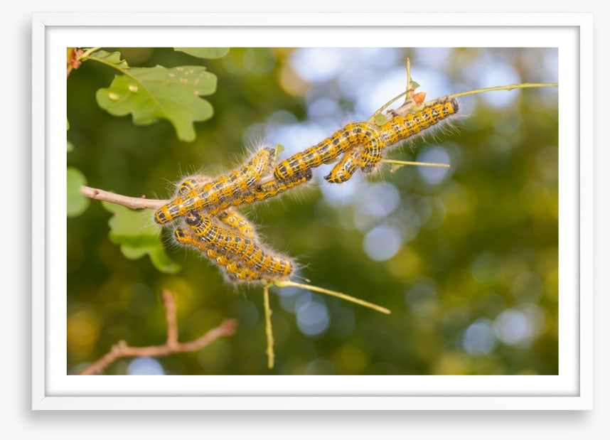 Insects