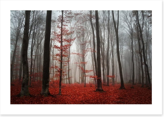 Autumn fog in the forest