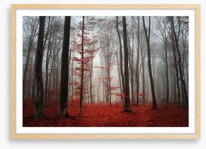 Autumn fog in the forest
