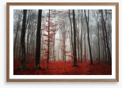 Autumn fog in the forest