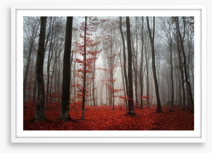 Autumn fog in the forest