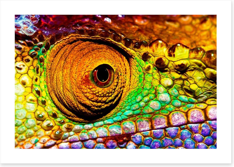 Reptiles / Amphibian