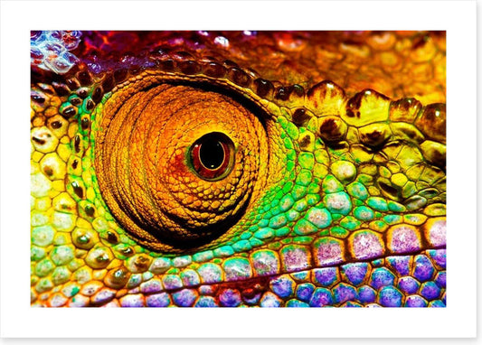 Reptiles / Amphibian