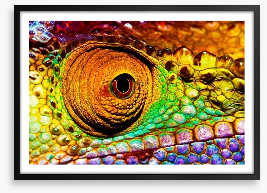 Reptiles / Amphibian