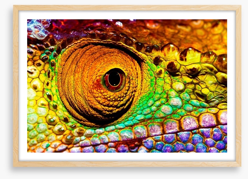 Reptiles / Amphibian