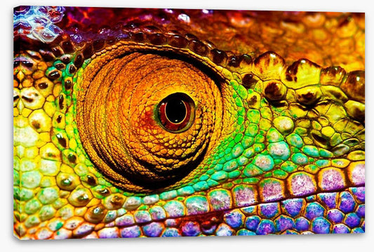 Reptiles / Amphibian