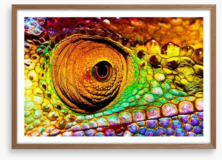 Reptiles / Amphibian