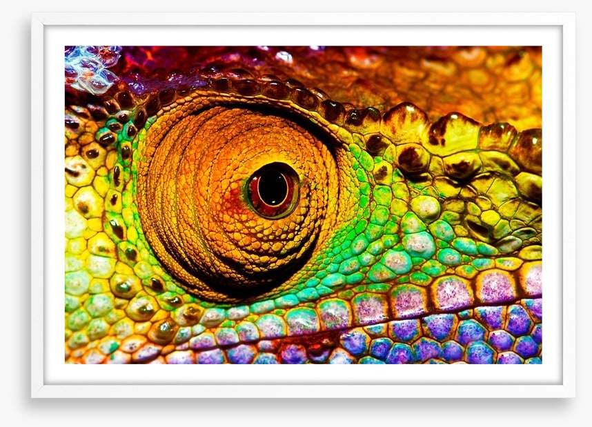 Reptiles / Amphibian
