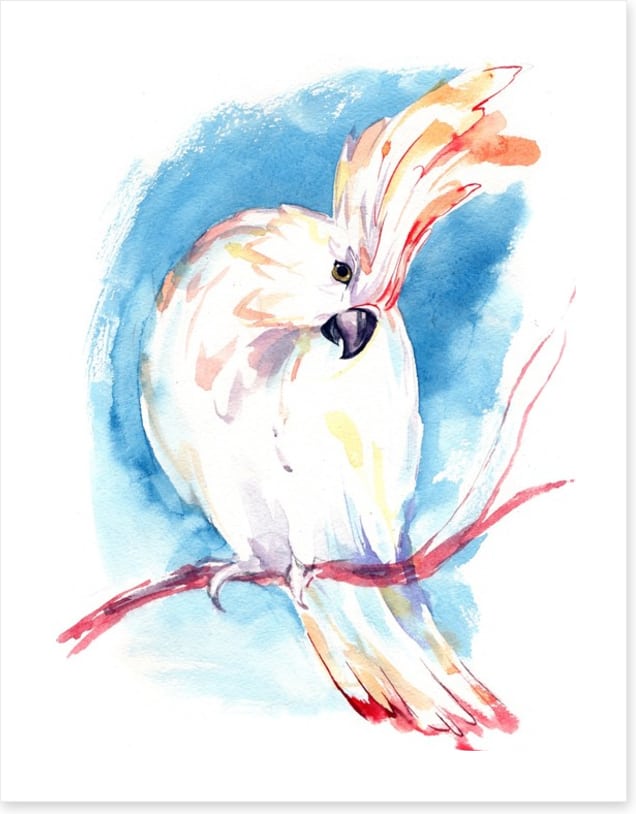 Curious cockatoo