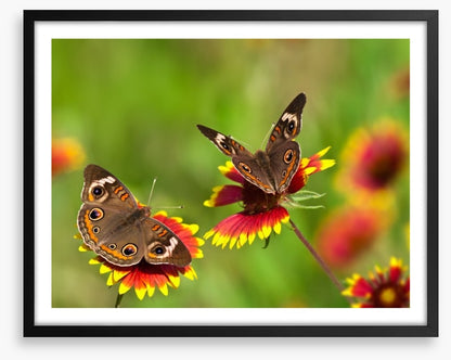 Insects