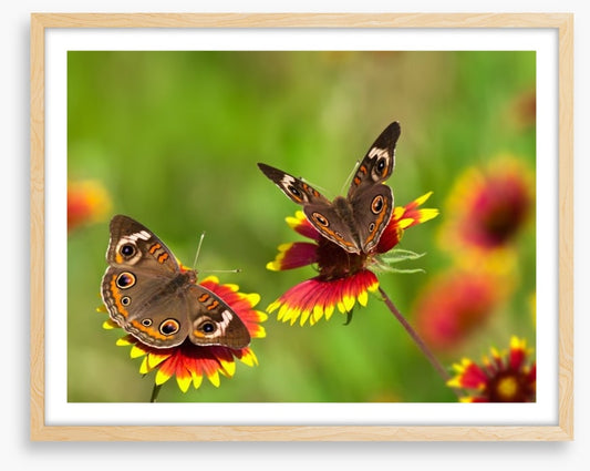 Insects
