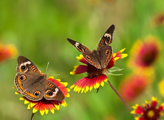 Insects