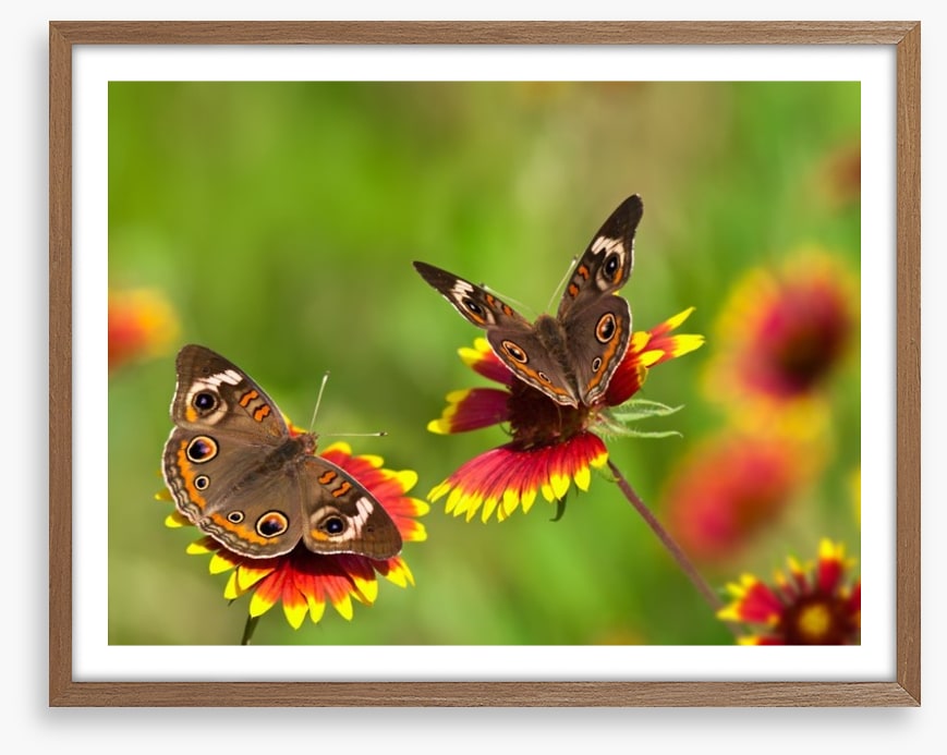 Insects