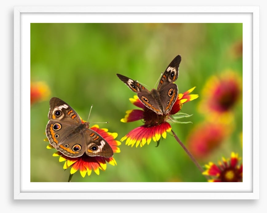 Insects