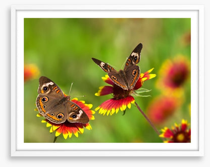 Insects