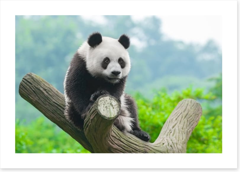 Giant panda