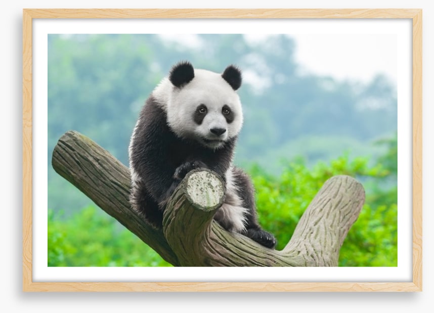 Giant panda