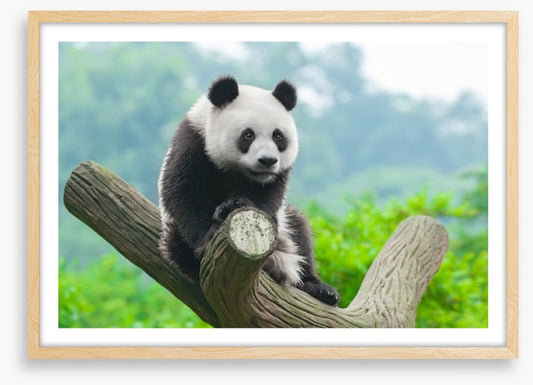 Giant panda