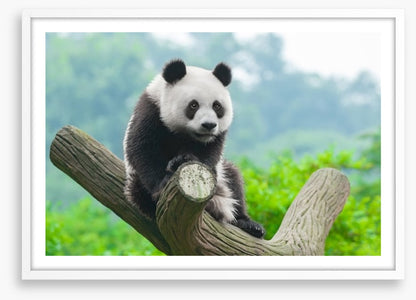 Giant panda