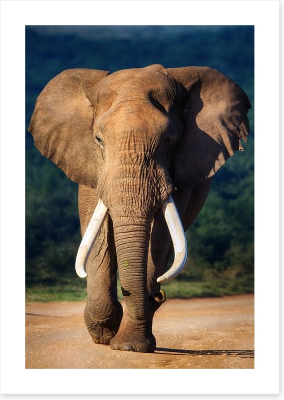 Elephant approaching