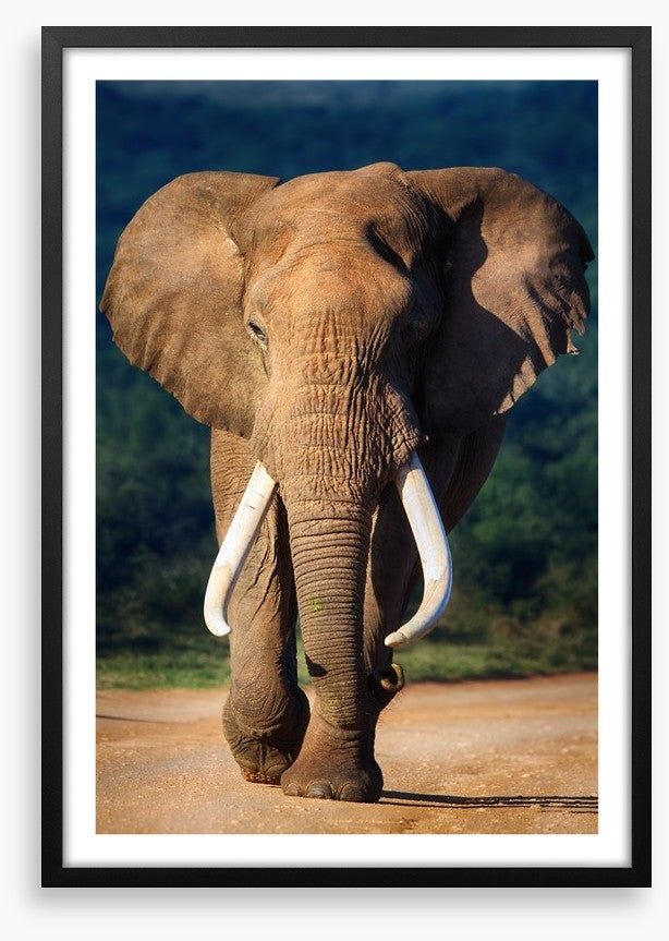 Elephant approaching