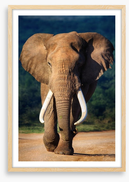 Elephant approaching