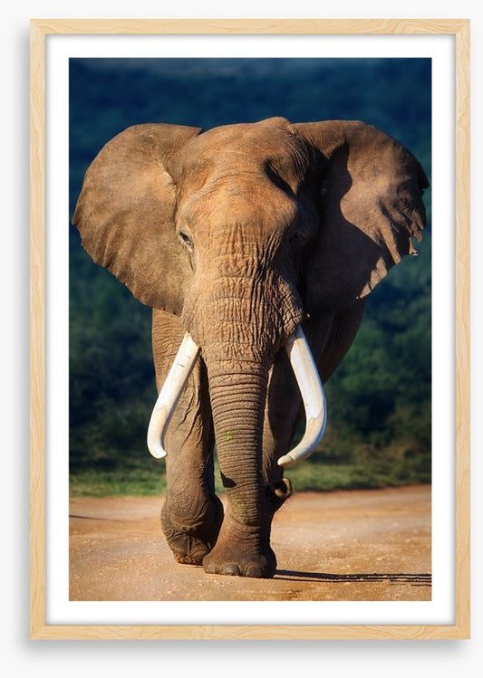 Elephant approaching