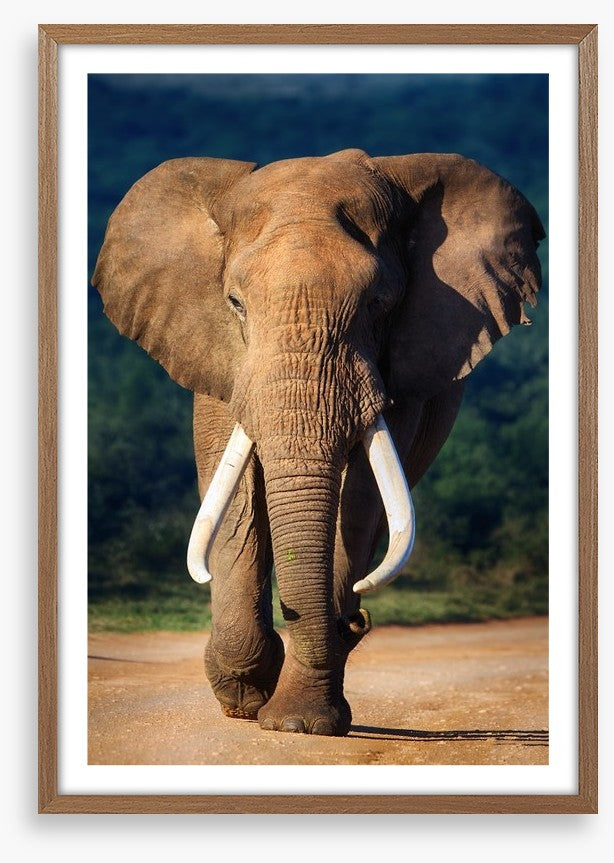 Elephant approaching